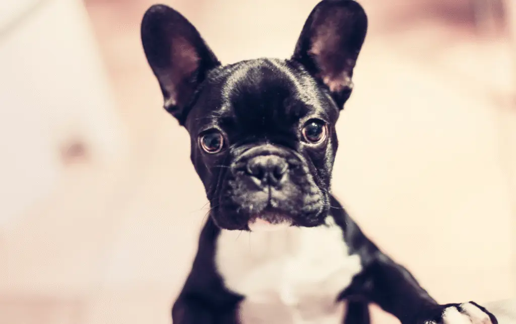 Leia's Loving Dog Care. Local SEO results that moved the needle for Leia's Loving Dog Care